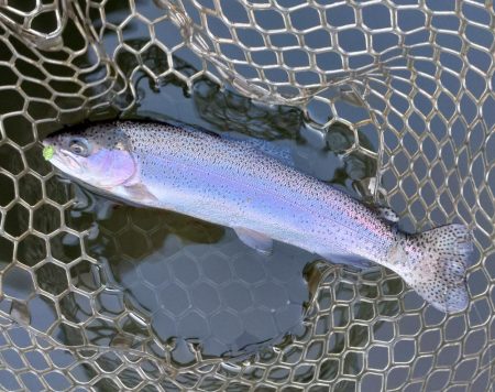 大安トラウトレイク釣果